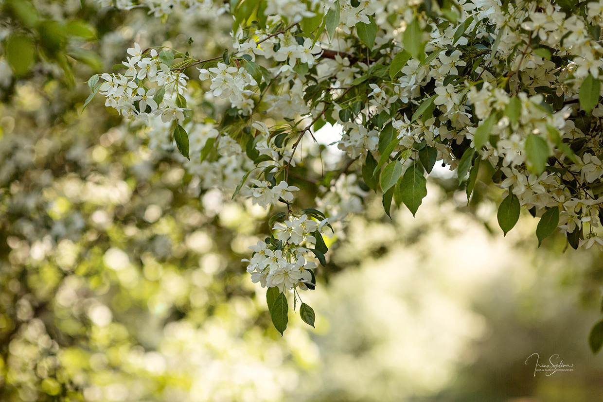 Фотосессия в яблонях. Детский и семейный фотограф в Екатеринбурге