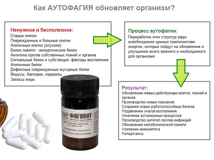 Что такое Аутофагия простыми словами. Фаговит - продукт который включает аутофагию . Фаговит продлевает жизнь. Какой продукт сово-сова продлевает жизнь