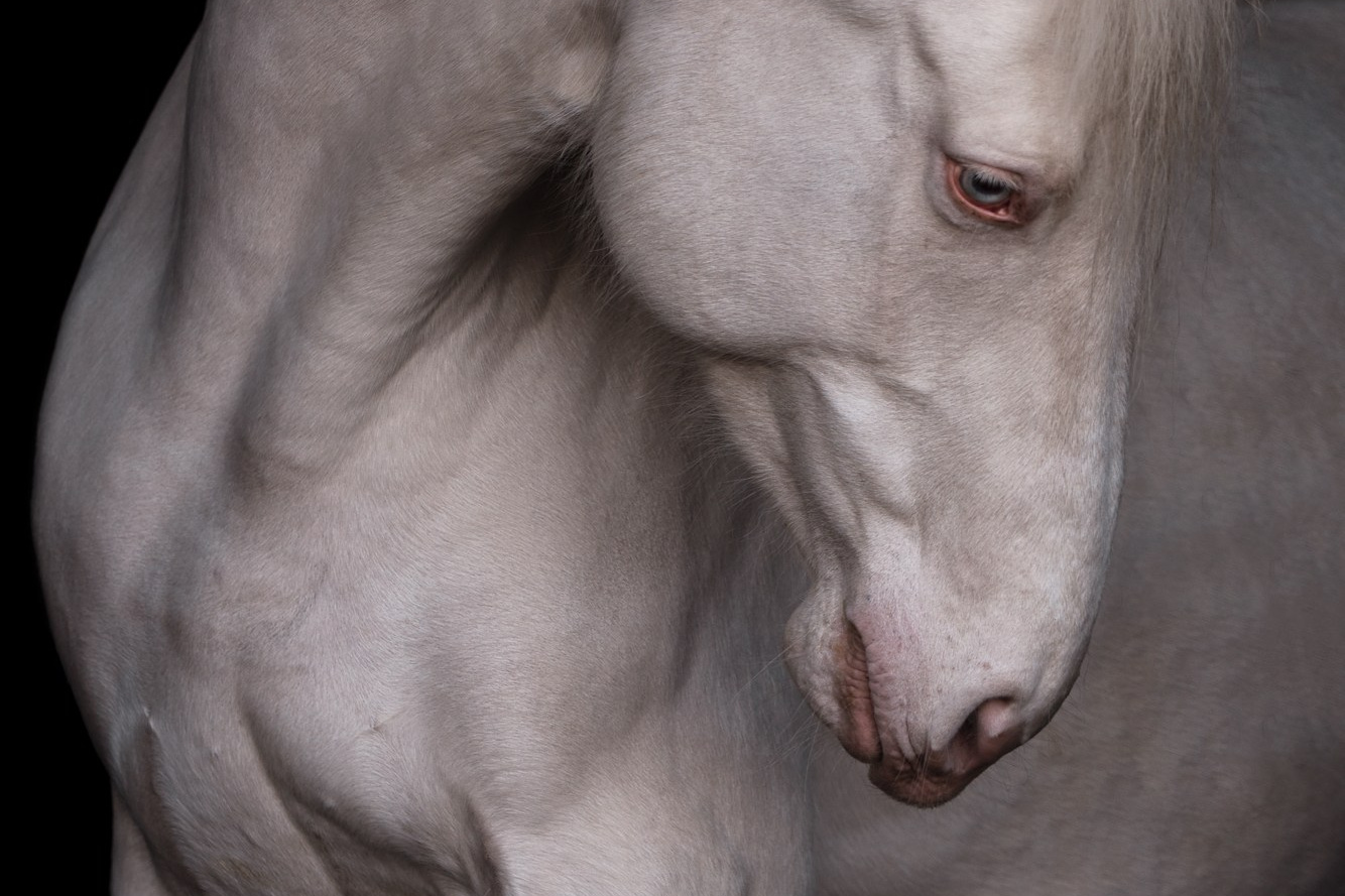 Портрет лошади, лошадь, конь, фото лошади, фотография лошади, конный фотограф, съемка лошадей, фотограф лошадей, конная фотография, конный фотограф, конный фотограф в спб, профессиональный фотограф спб, фотограф спб, ахалтекинец, рысак, спортивная лошадь, конный клуб, фотосессия с лошадьми, экстерьерная съемка лошадей, съемка лошадей на продажу, конная выставка, фотограф питер,  рысак, ахалтекинец, тинкер, помесная порода, тяжеловозы, дончак, донская порода, тракен, буденовец