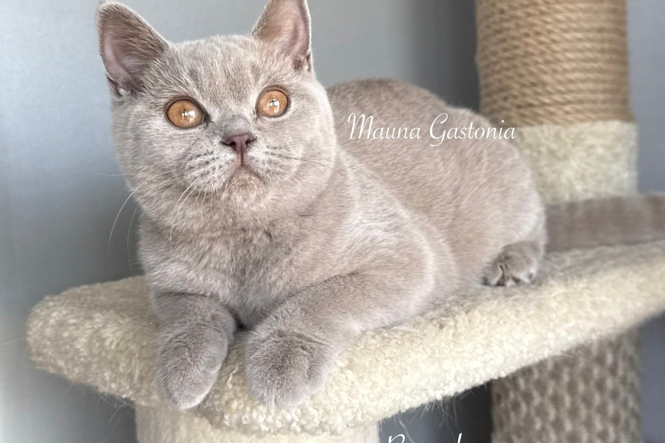 Свободные котята\Available kittens. Mauna Gastonia