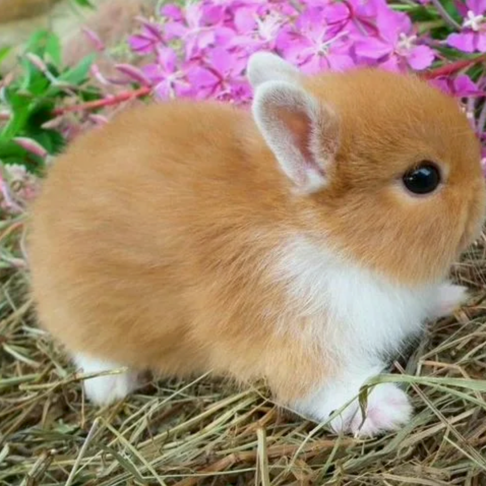 Мой Любимый Кролик
