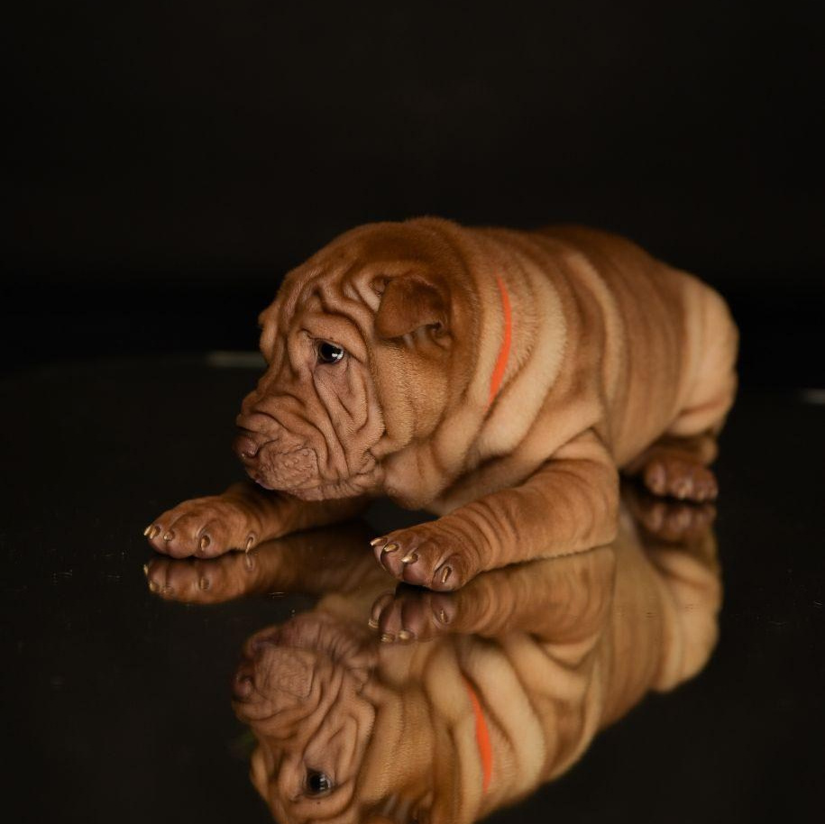 Питомник собак Иркутск