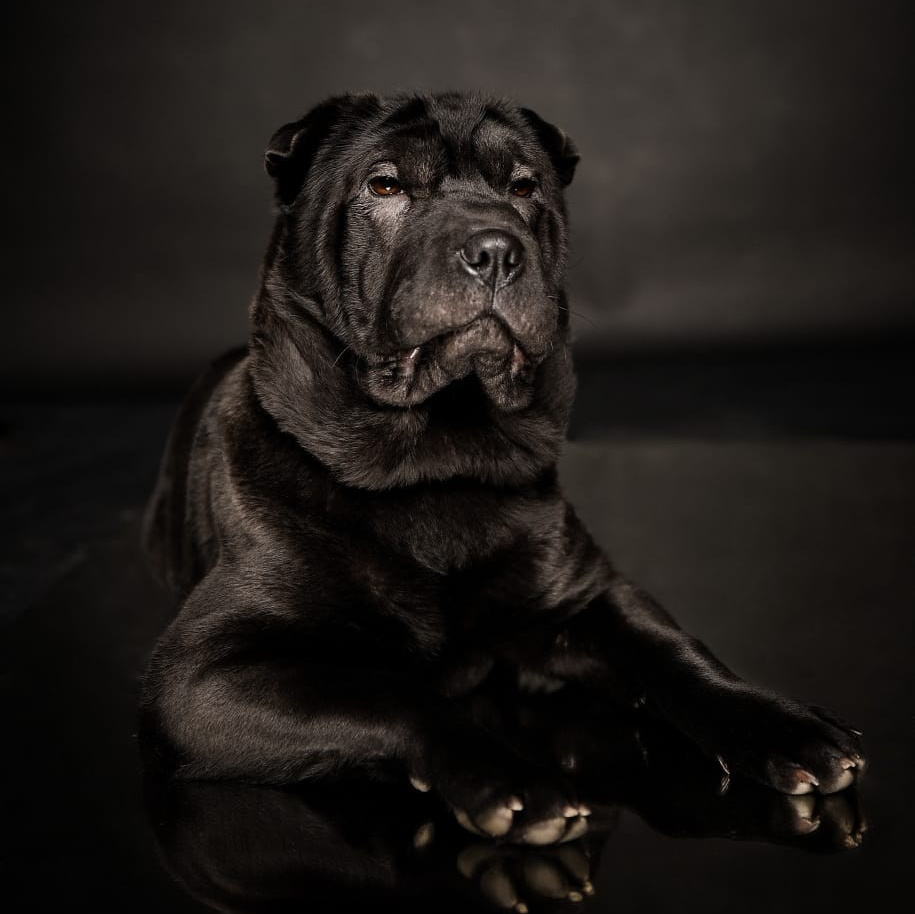 Питомник собак Иркутск