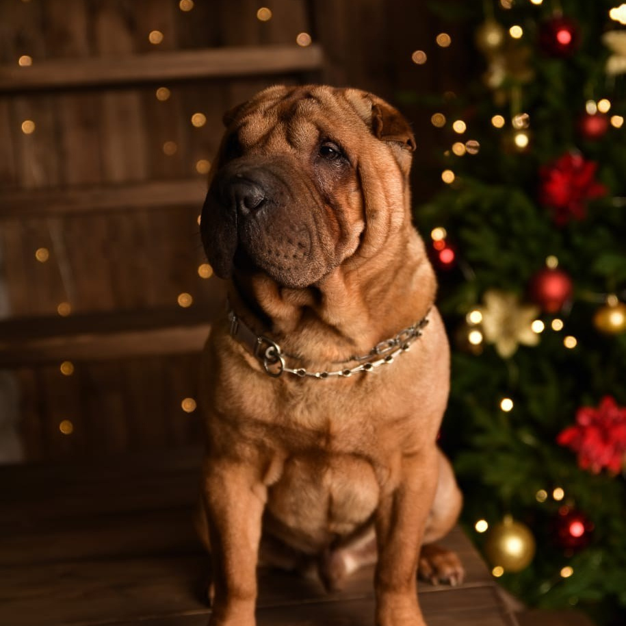 Питомник собак Иркутск