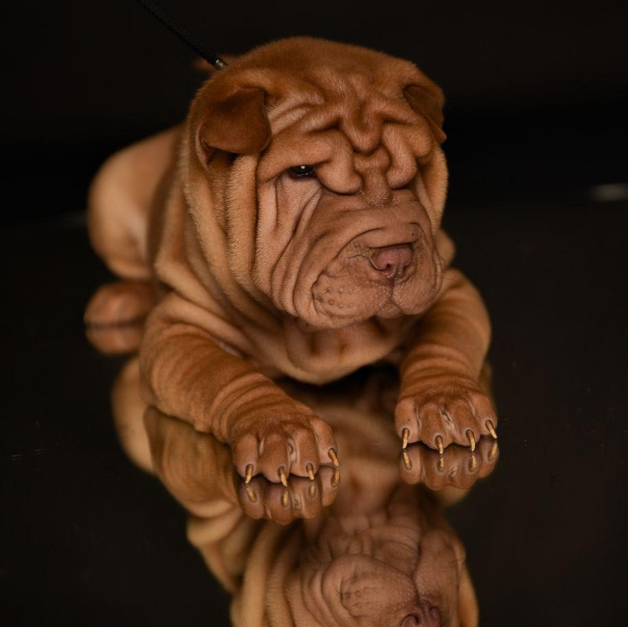 Питомник собак Иркутск