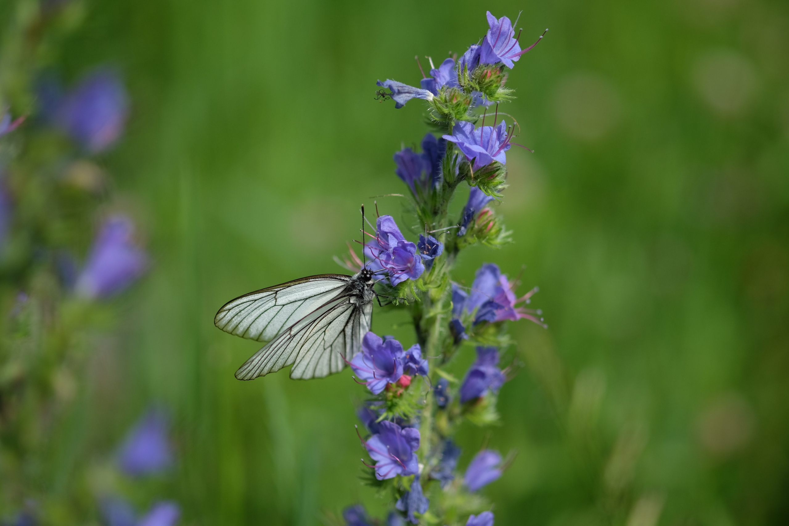 Про дату загрузки на Flickr. Антон Великий