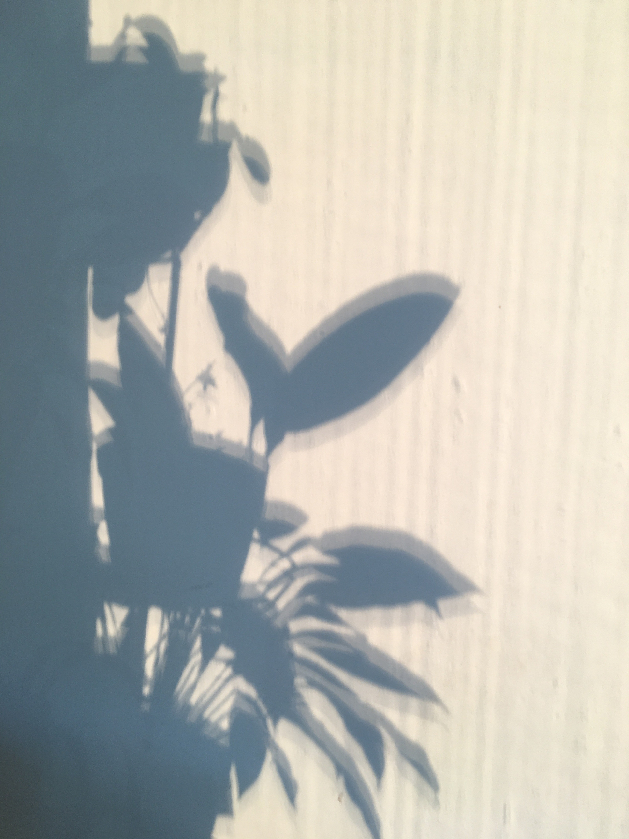 Вдохновение. Фотограф Софья Горбунова