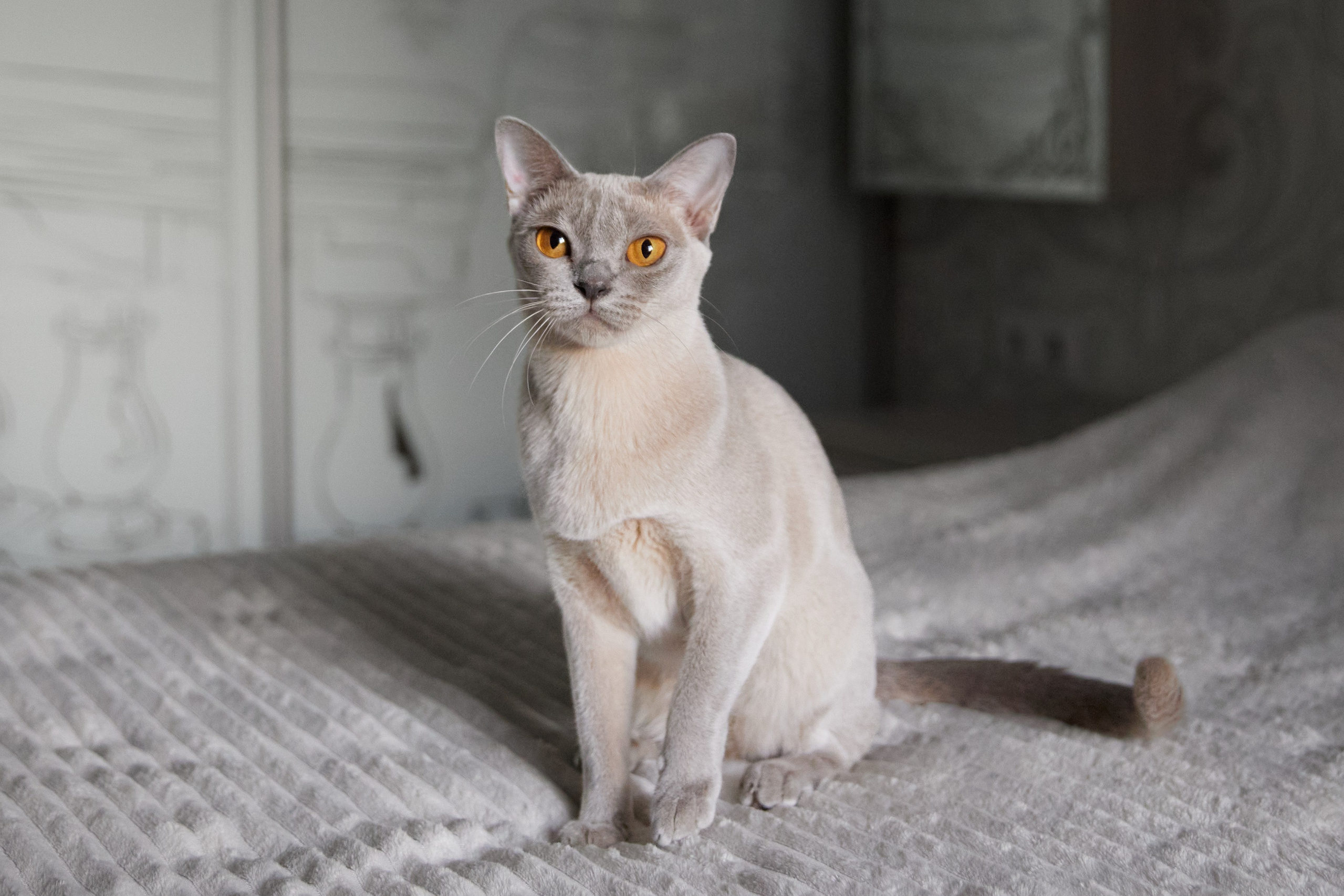 Родители «B». Питомник «Bouncy Life»