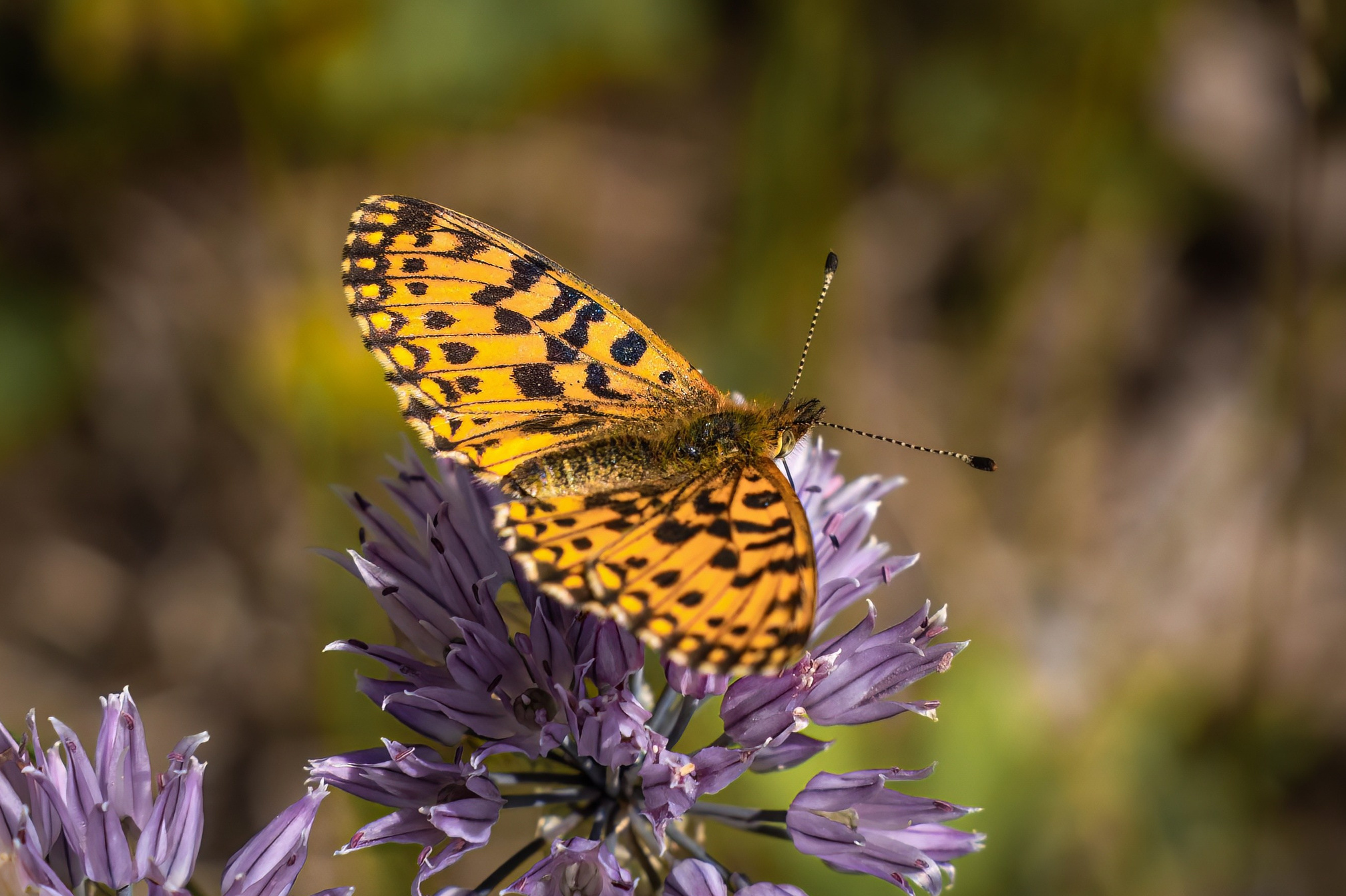 Услуги. Фотограф и видеограф, видеомонтаж в Амурской области Игорь Иванов