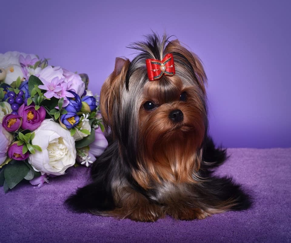 МИТТЭН СКАЙ ЗОИ САЛДАНА. Питомник Йоркширских терьеров Дэнстайл в Санкт-Петербурге заводчик Тих