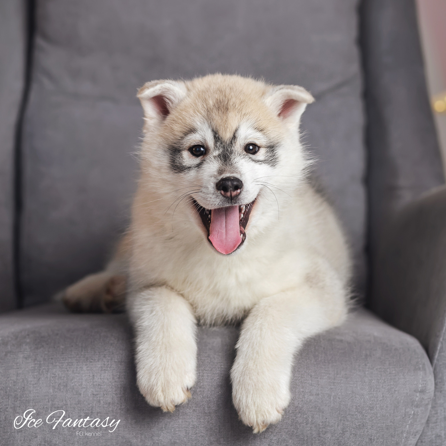 Purchasing a puppy in our kennel. Ice Fantasy kennel: professional breeding of Siberian huskies and wels