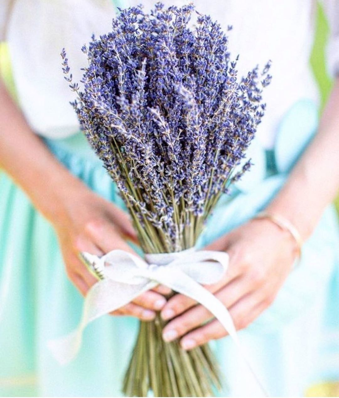 Масло лаванды. VDAO.RU — исцеляющие практики