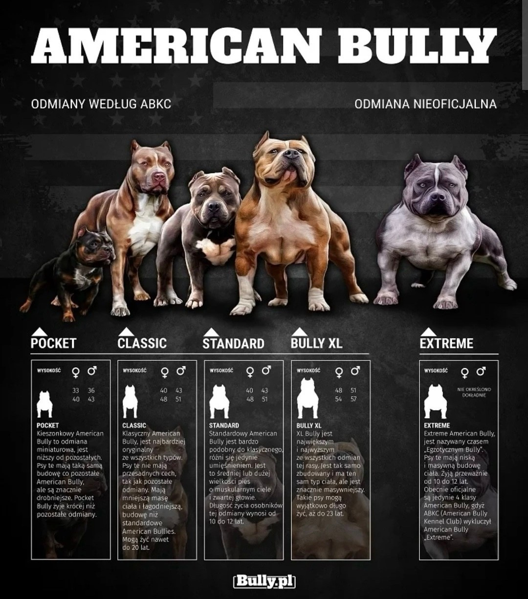✅Стандарт породы Американский Булли. ПИТОМНИК СОБАК ПОРОДЫ АМЕРИКАНСКИЙ БУЛЛИ