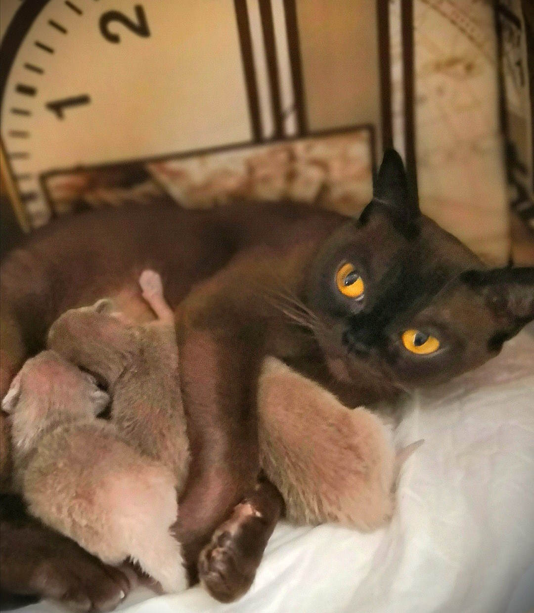 Информация для заводчиков. Las Burmas — питомник американской бурмы традиционных линий