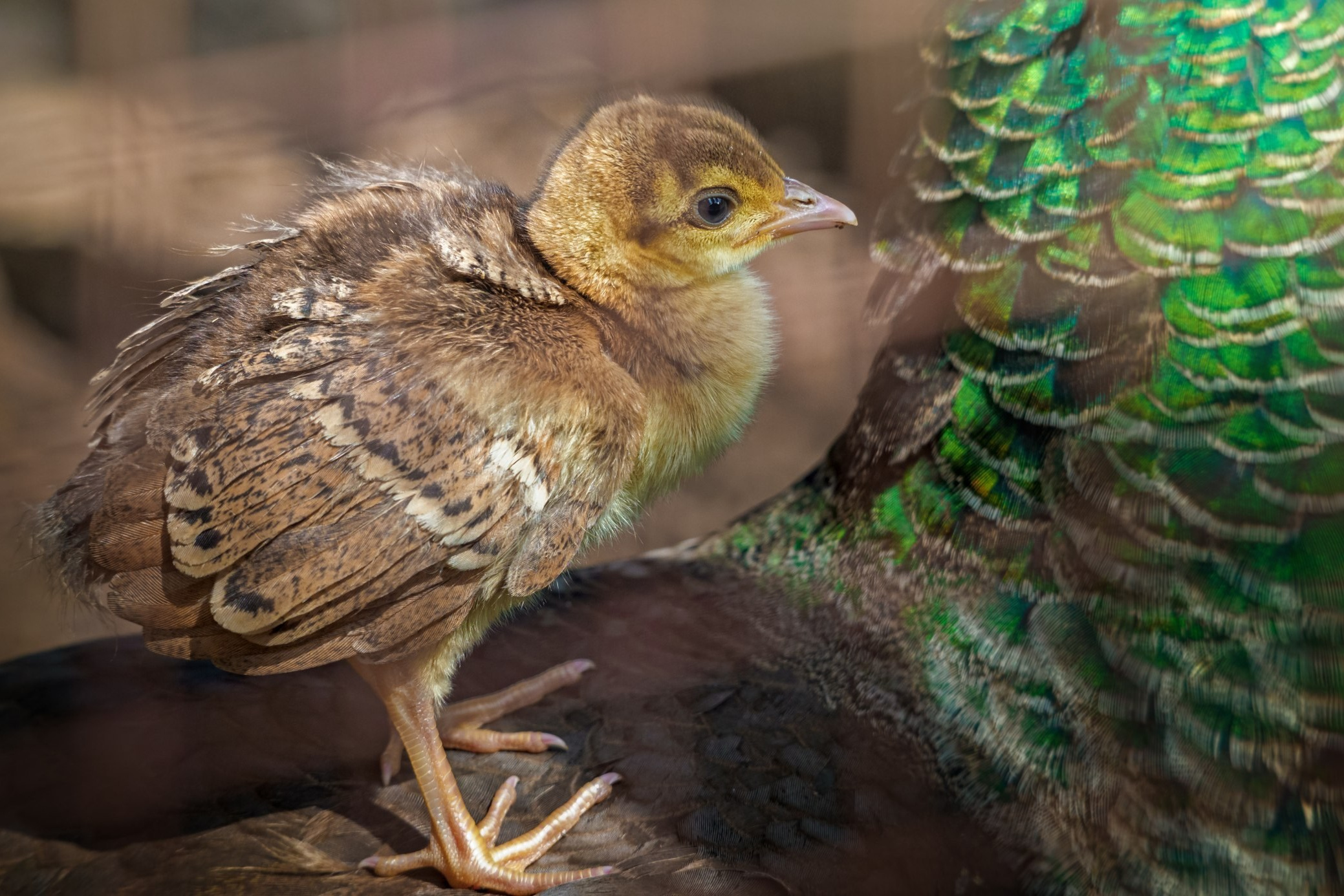 НАШИ МАЛЫШИ. Lesnaya bratva