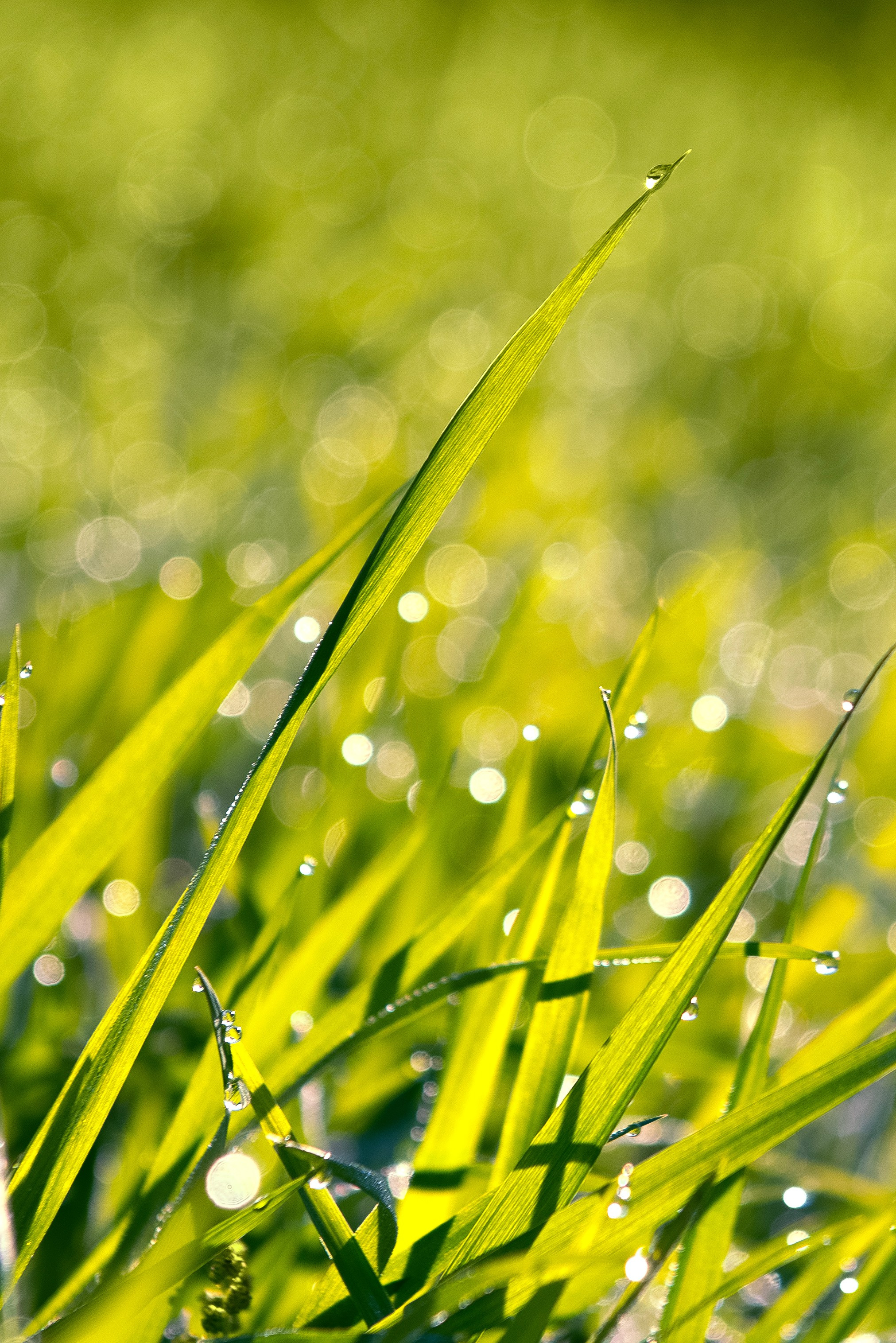 роса на траве