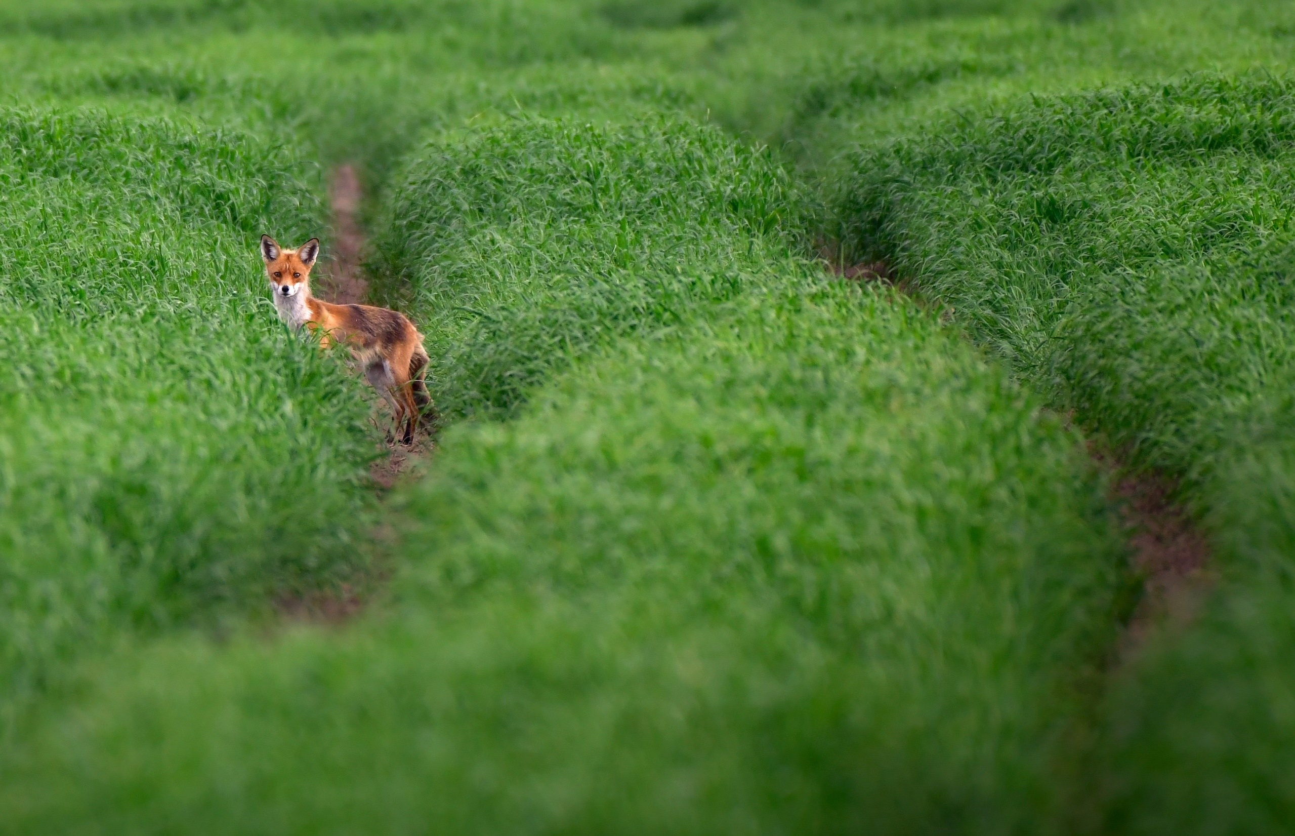 Фотоохота. Фотографии Лены Соколовой