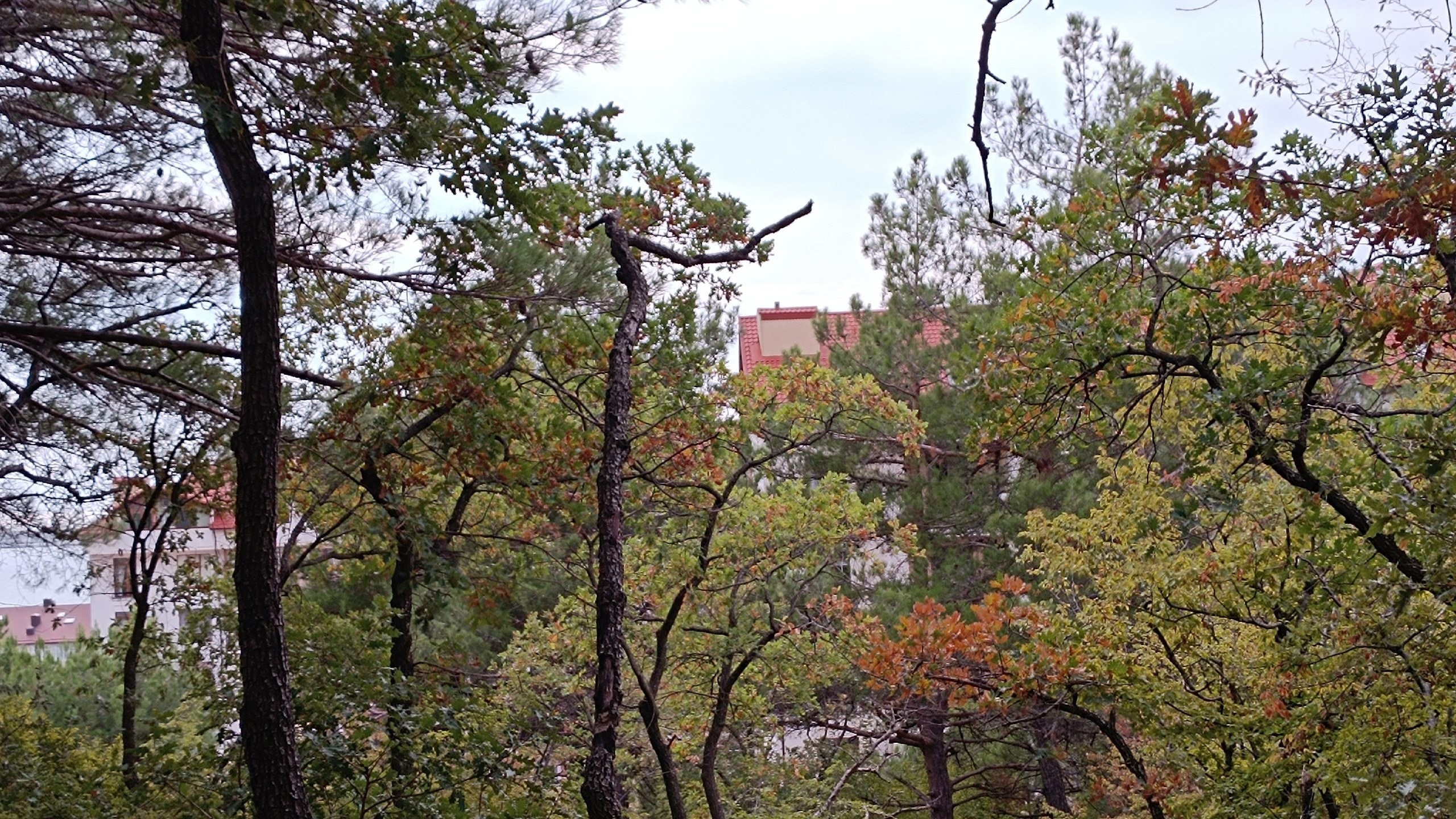 Синрин-йоку. Марина Рыбкина — Глубинная психология