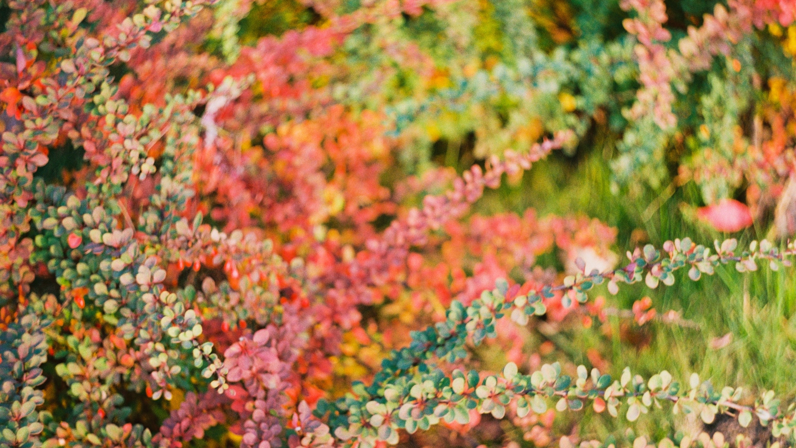 Первые кадры на пленку. Фотограф из Москвы — DASHA NOVA | Авторская фотография в разных жанрах