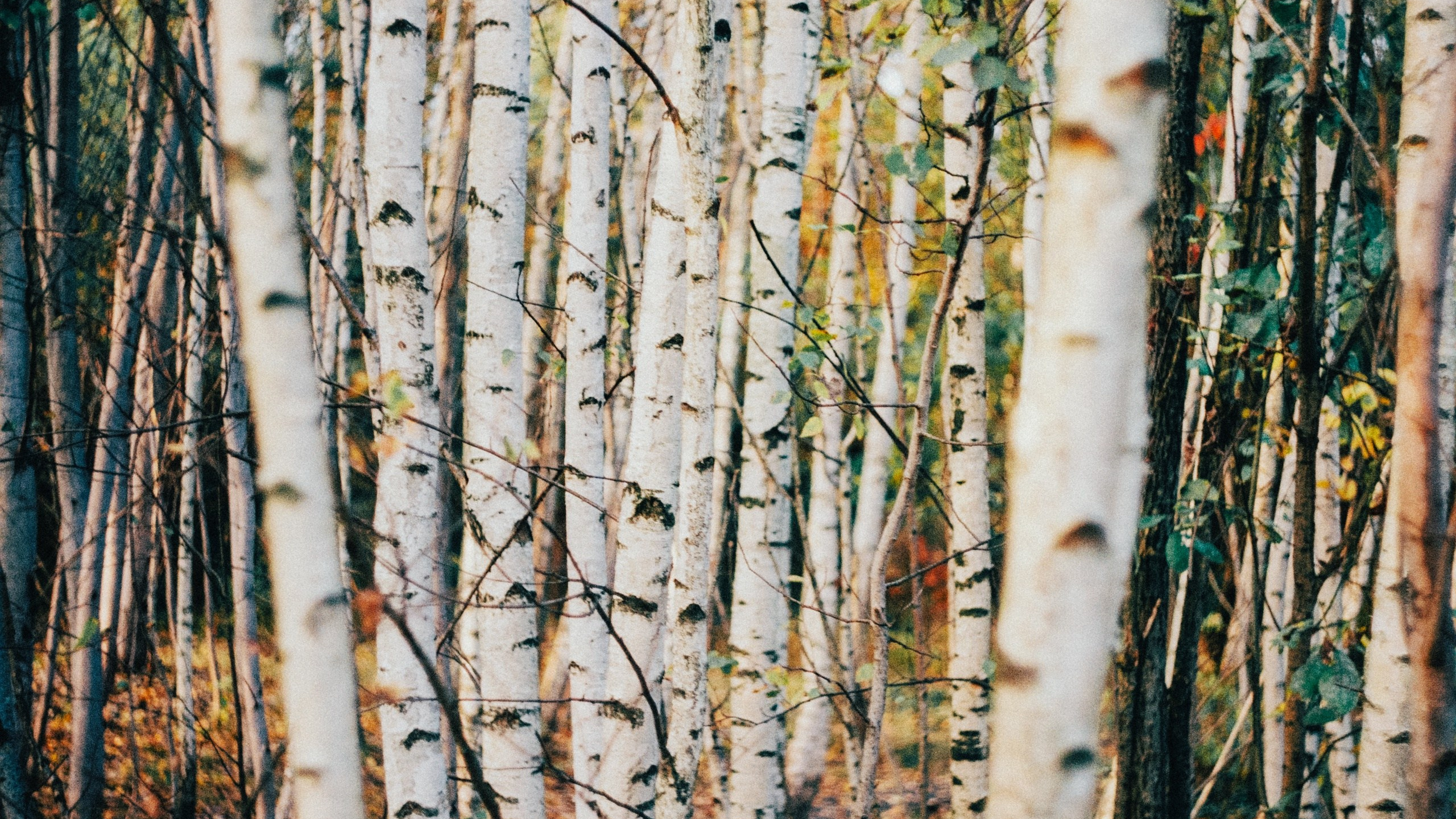 Первые кадры на пленку. Фотограф из Москвы — DASHA NOVA | Авторская фотография в разных жанрах