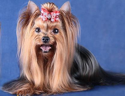 Хелен из Замка Сид. Питомник Йоркширских терьеров Дэнстайл в Санкт-Петербурге заводчик Тих