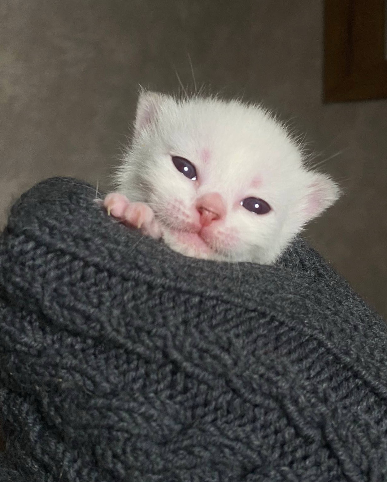 Котята. Питомник тайских кошек в Санкт-Петербурге Noyland