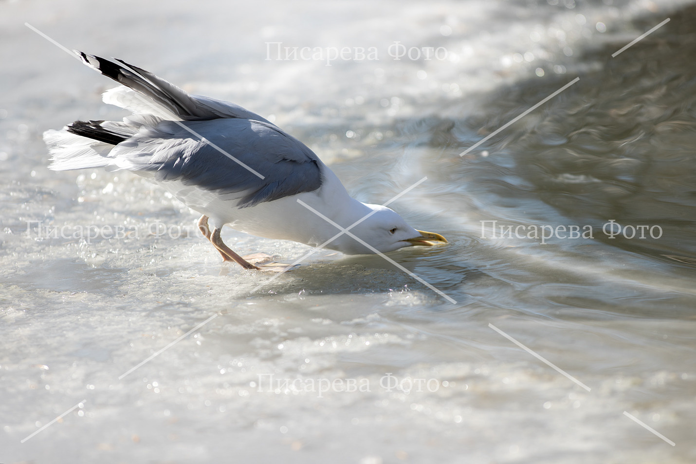 Фотографии для продажи. Фотограф анималист в Санкт-Петербурге Светлана Писарева