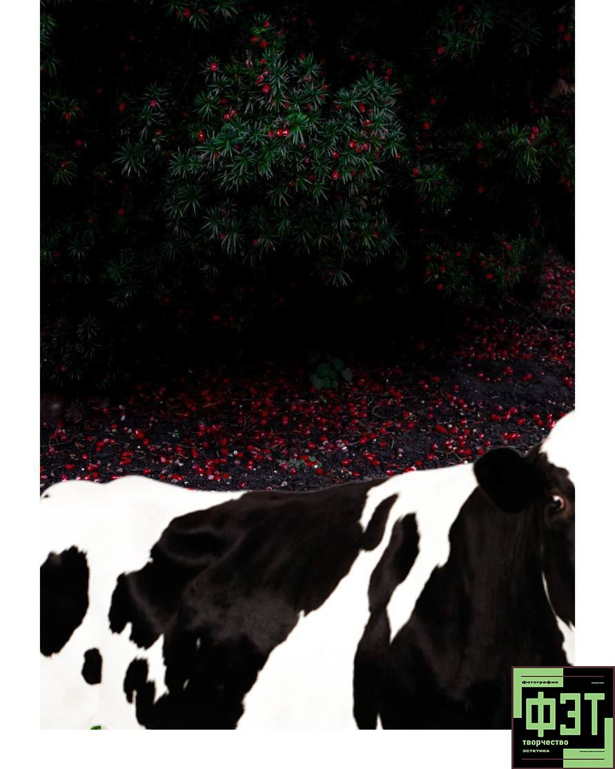 ФЭТ: Фотография Эстетика Творчество. 26.10.2025