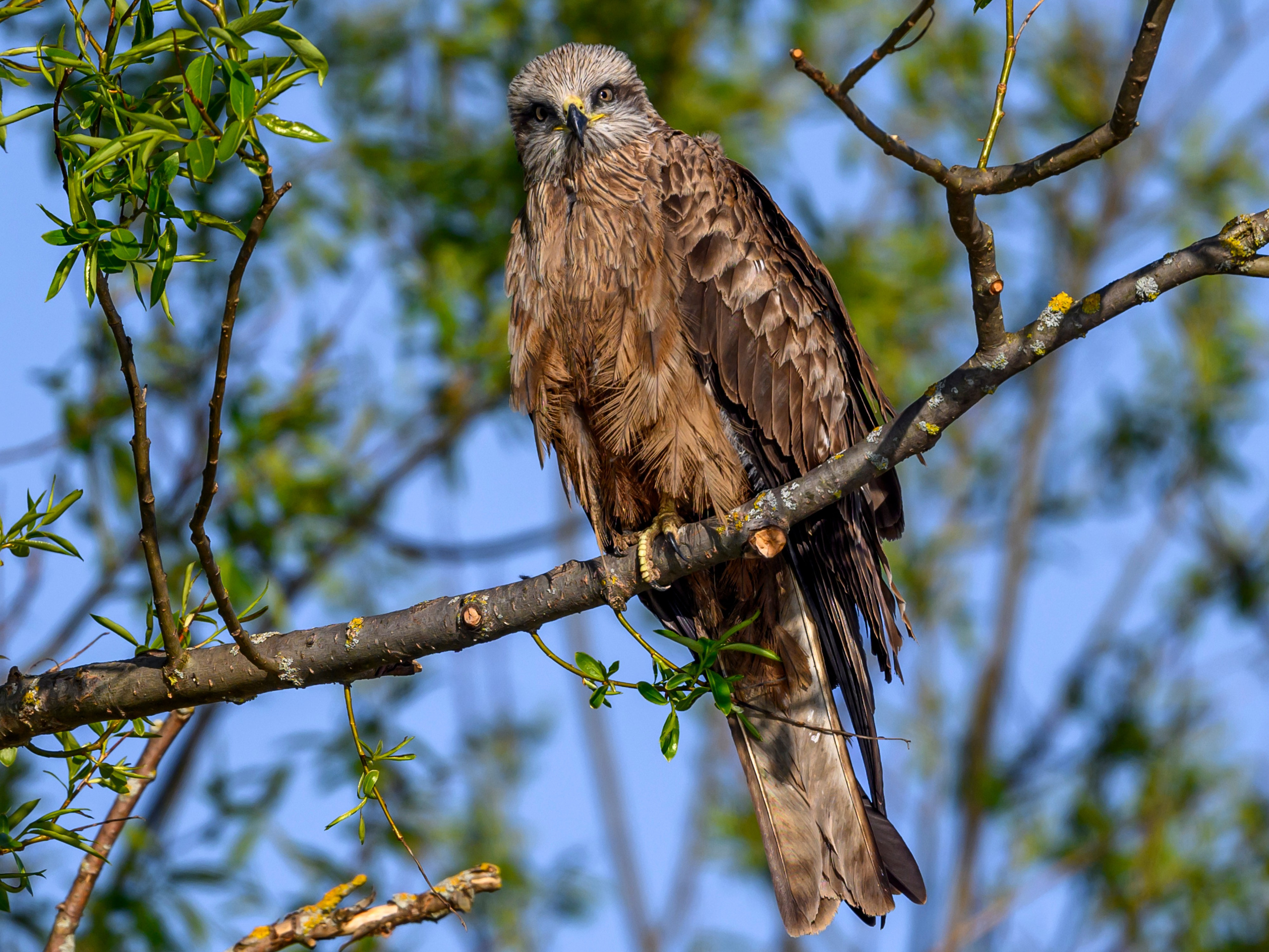 Пустельга, коршун, цапли. Фотограф Сергей Пупонин