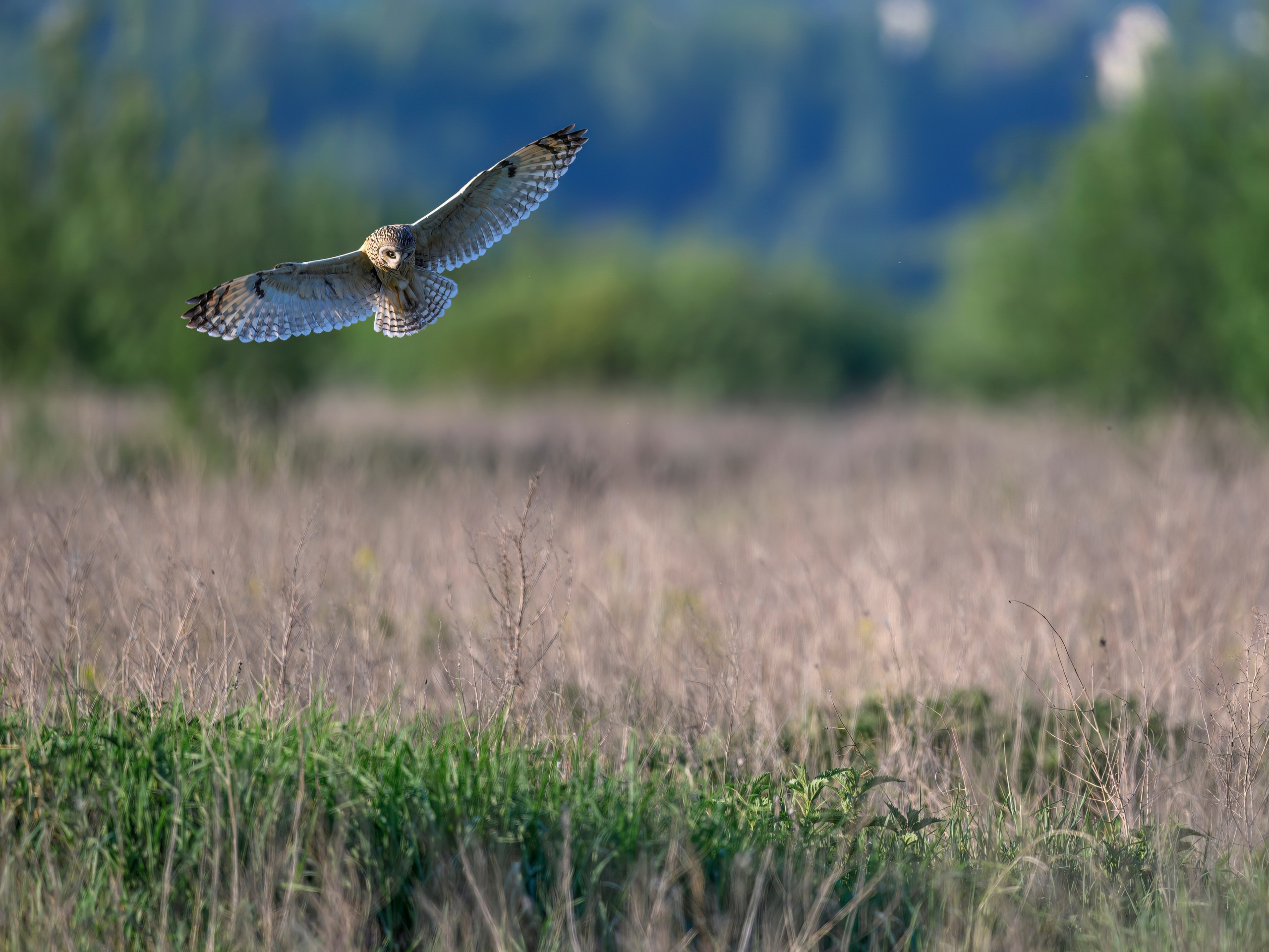 Охота сов и разбой средь бела дня!. Wildlife photography by Sergey Puponin