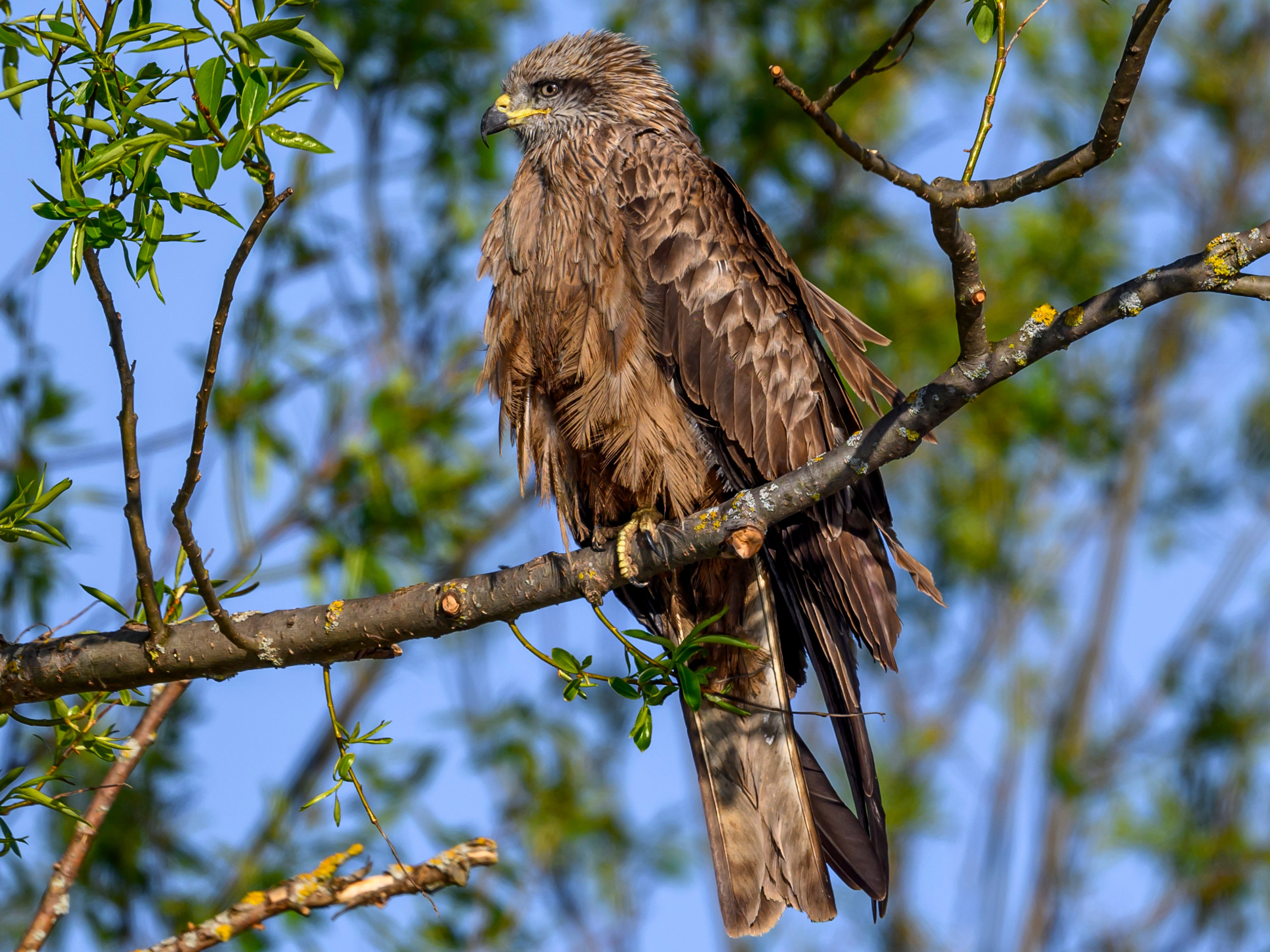 Пустельга, коршун, цапли. Фотограф Сергей Пупонин
