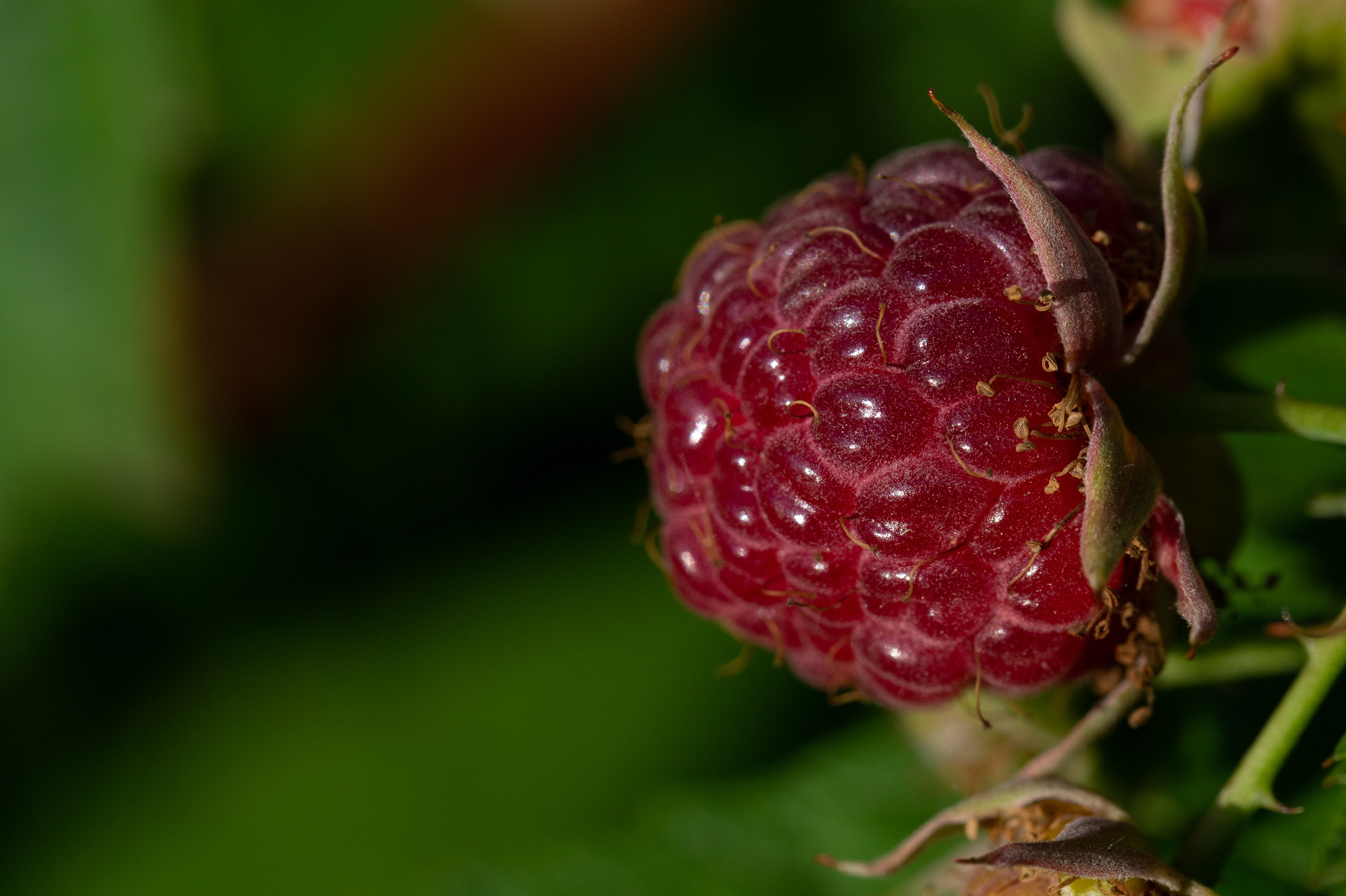 Галереи. Фотосайт на рекострукции