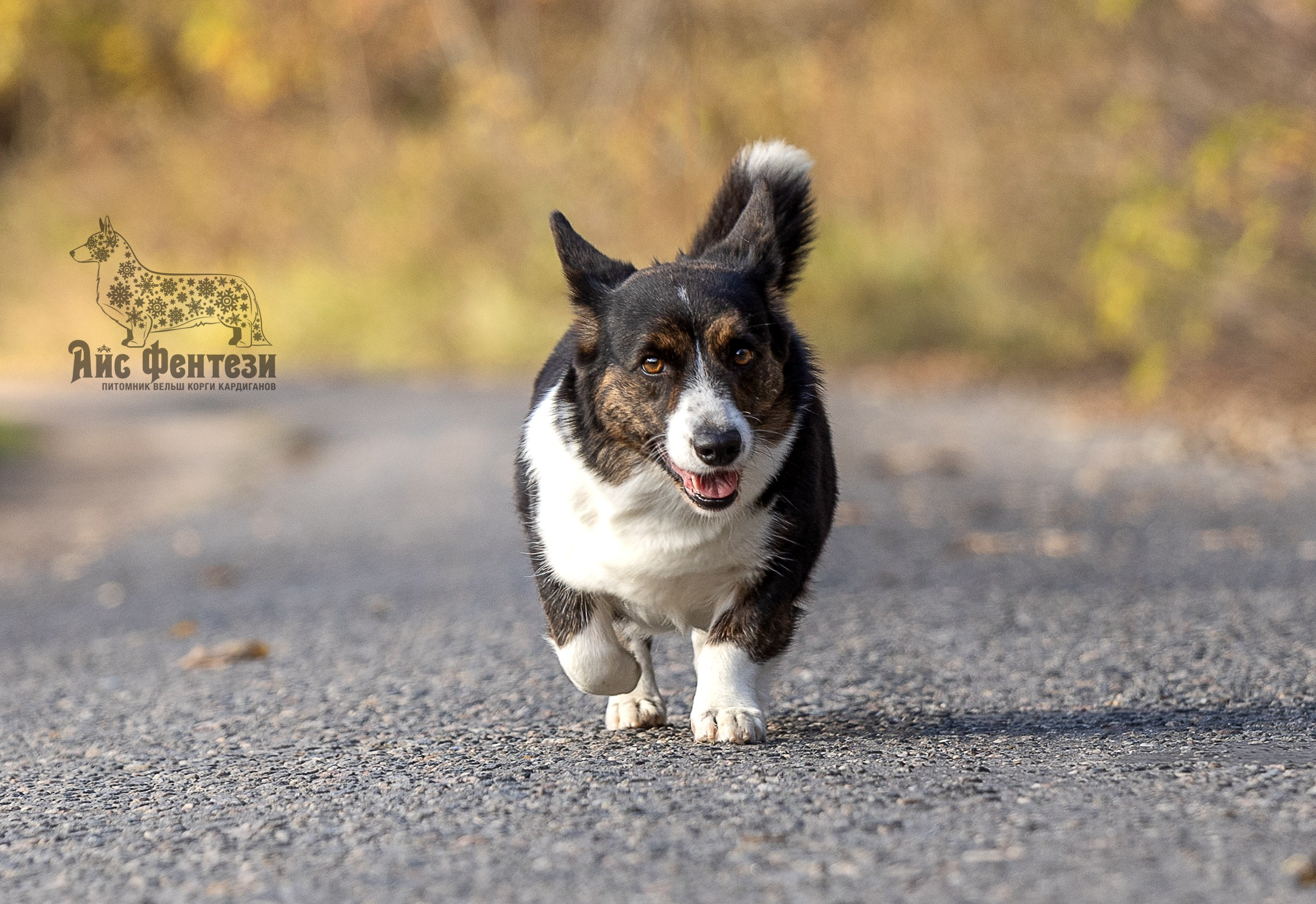Купить щенка Вельш-корги-кардиган в семейном питомнике — Ice Fantasy