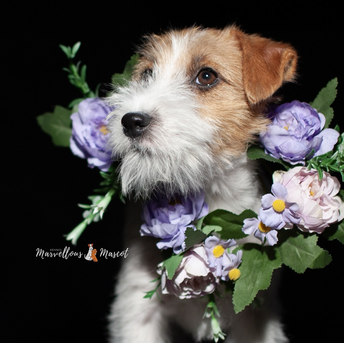 ЩЕНКИ ИЗ ДРУЖЕСТВЕННЫХ ПИТОМНИКОВ. CANE MAESTRO — kennel Jack Russell Terrier