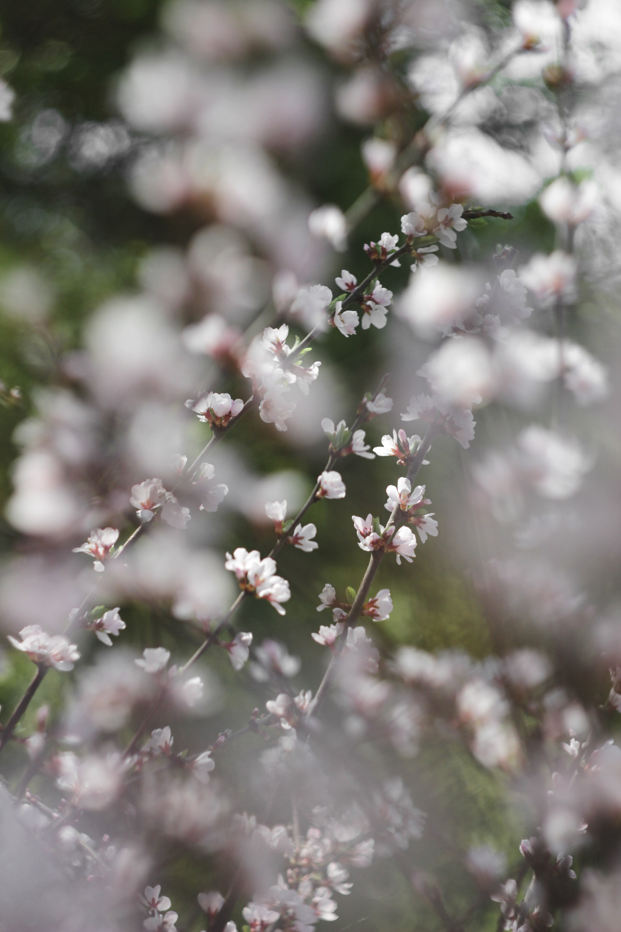 Весна 2023 года. Фотограф Иркутск Анастасия Ботороева