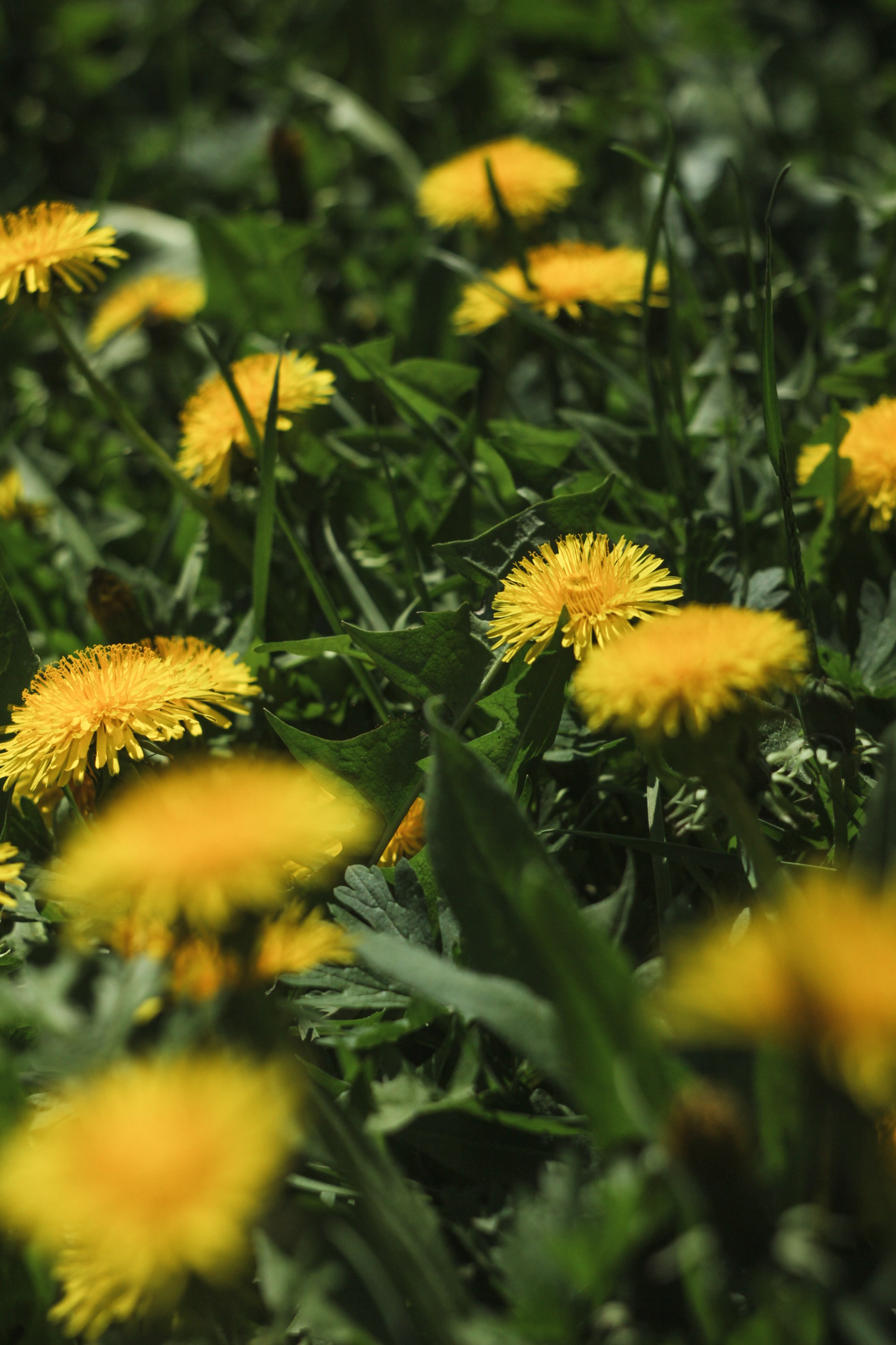 Весна 2023 года. Фотограф Иркутск Анастасия Ботороева