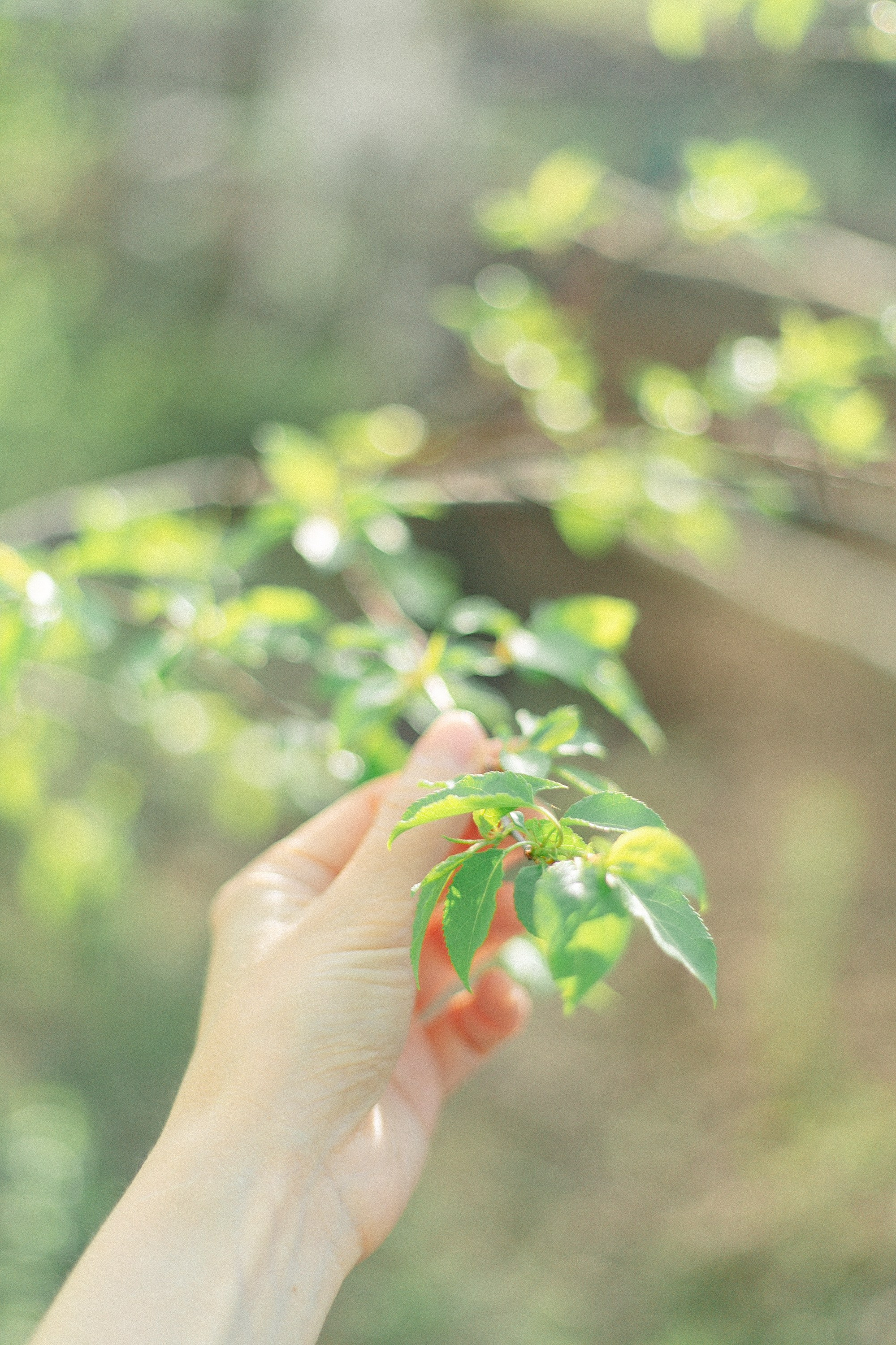 Яблоневый сад «Победителей» в Омске!. Конные прогулки в клубе «Анкор» — Омск