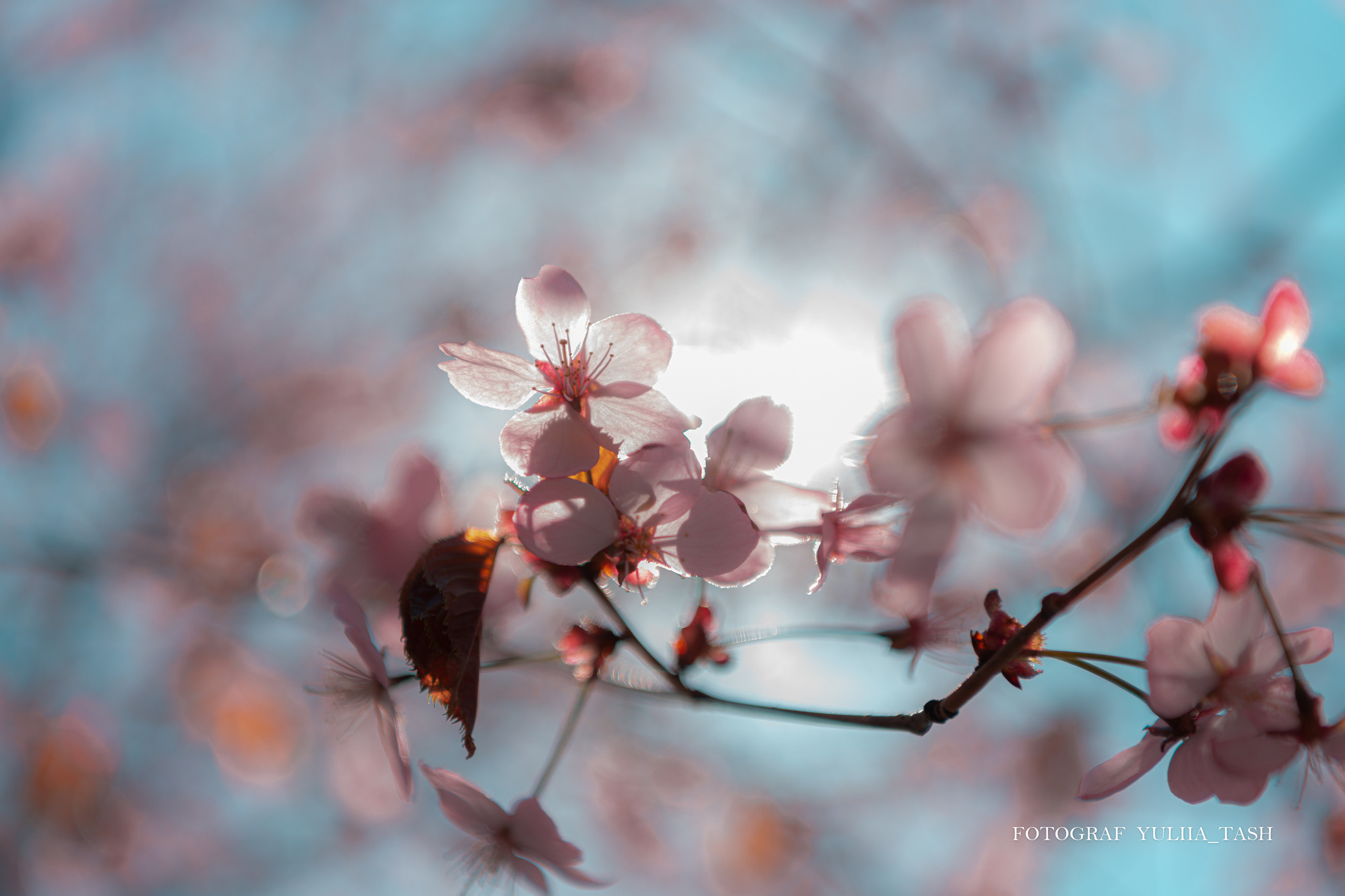 Пробуждение. Любимый фотограф