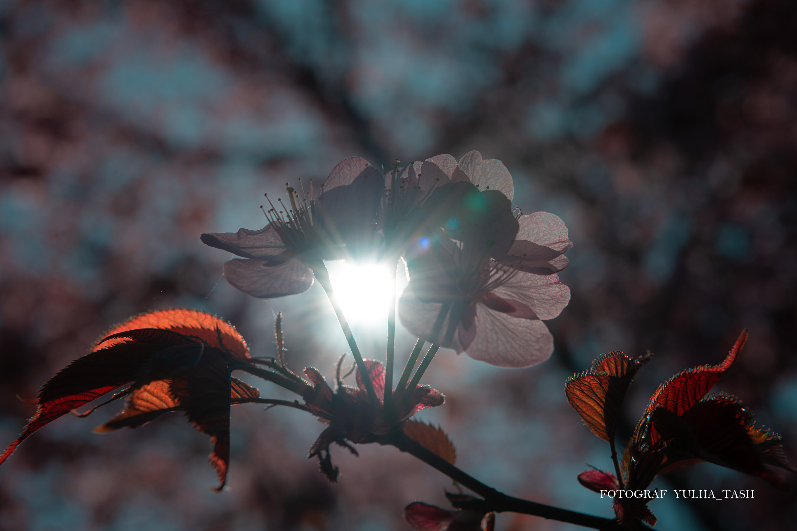 Пробуждение. Любимый фотограф