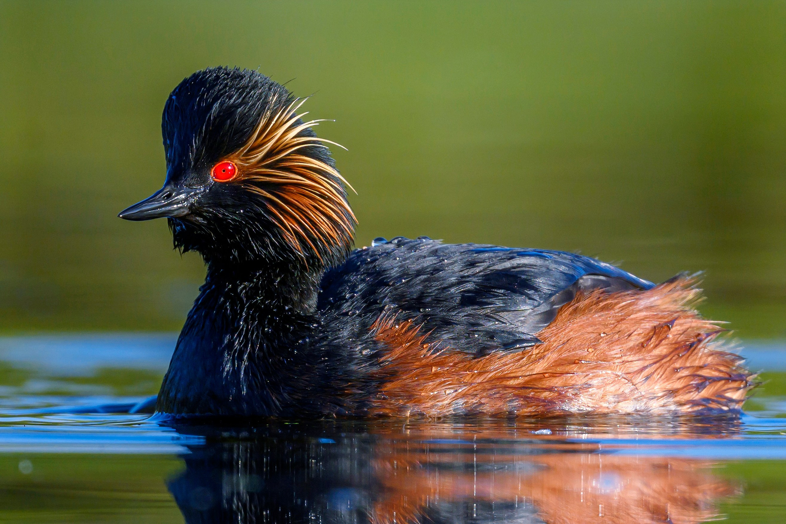 Ну как можно было назвать ее поганкой?!. Wildlife photography by Sergey Puponin