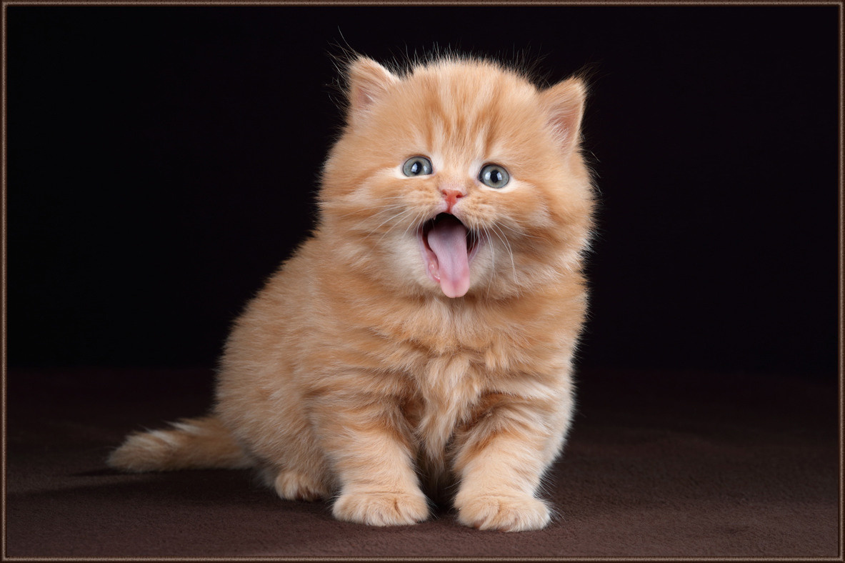 Профессиональная фотосъемка домашних животных в Санкт-Петербурге. Фото