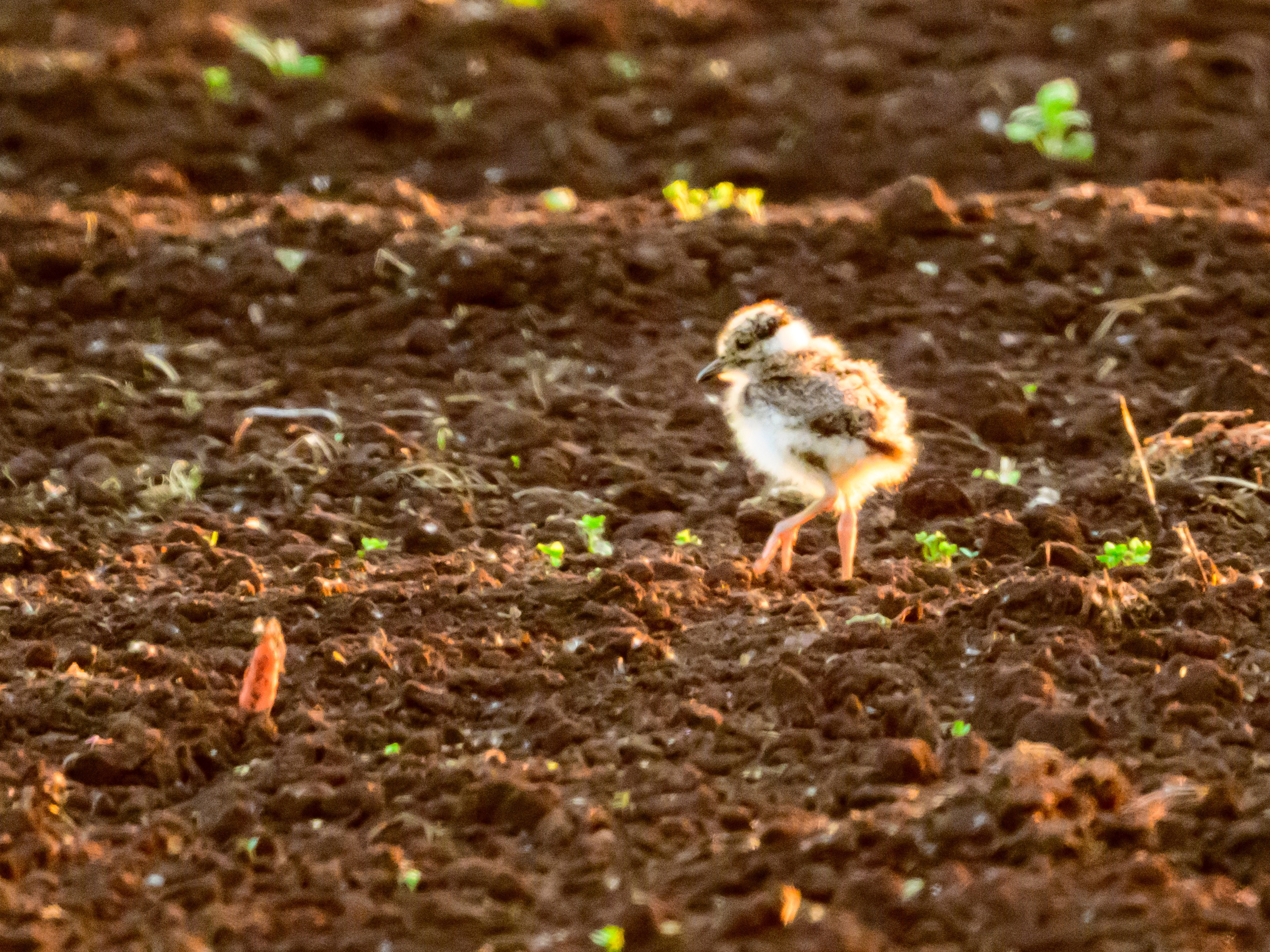 Лебеди, совы и лунь. Фотограф Сергей Пупонин
