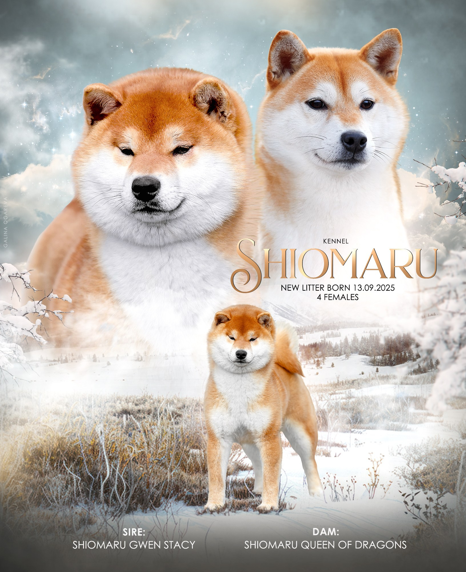 SHIBA. SHIOMARU Shiba and Akita Inu Kennel