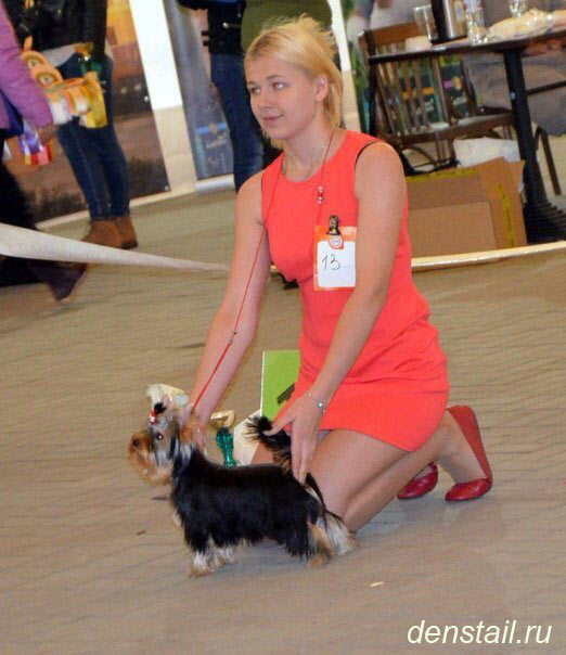 2014 г Результаты выставок. Питомник Йоркширских терьеров Дэнстайл в Санкт-Петербурге заводчик Тих