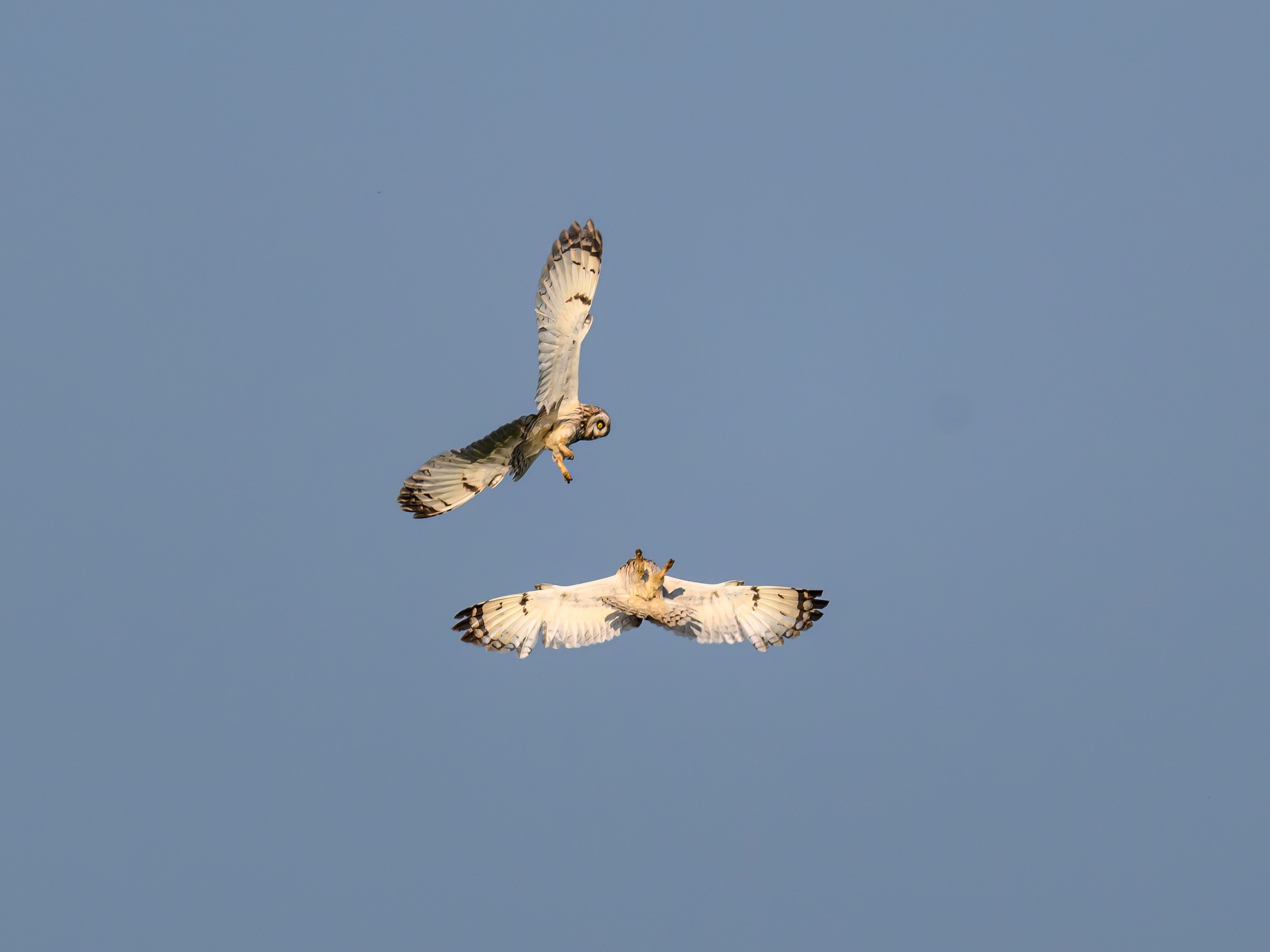 Совы делят территорию. Wildlife photography by Sergey Puponin