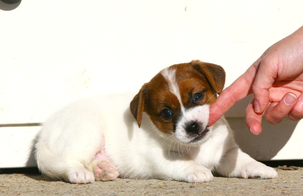 LITTER «D» 11.11.2025. Lovely-Orange питомник джек рассел терьеров