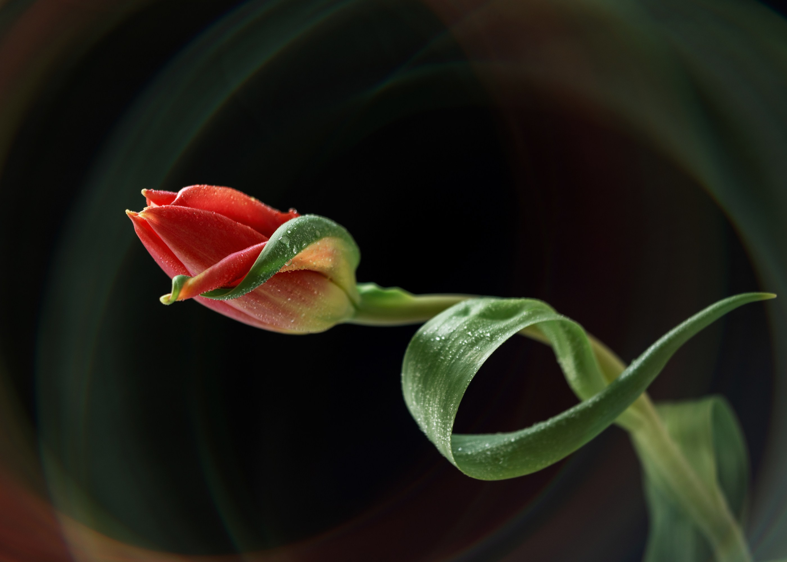Floral Portraits. Author’s fine art prints with international delivery