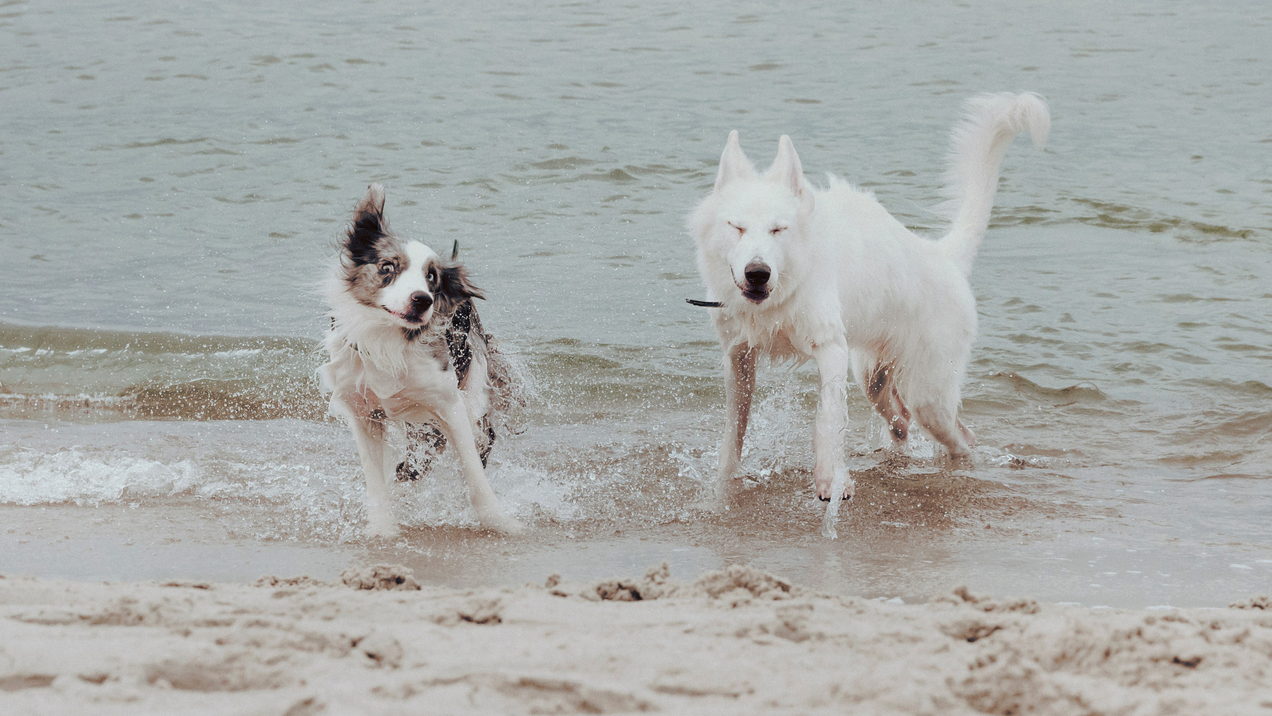 Контакты. Фотограф- анималист Александра Матвеева