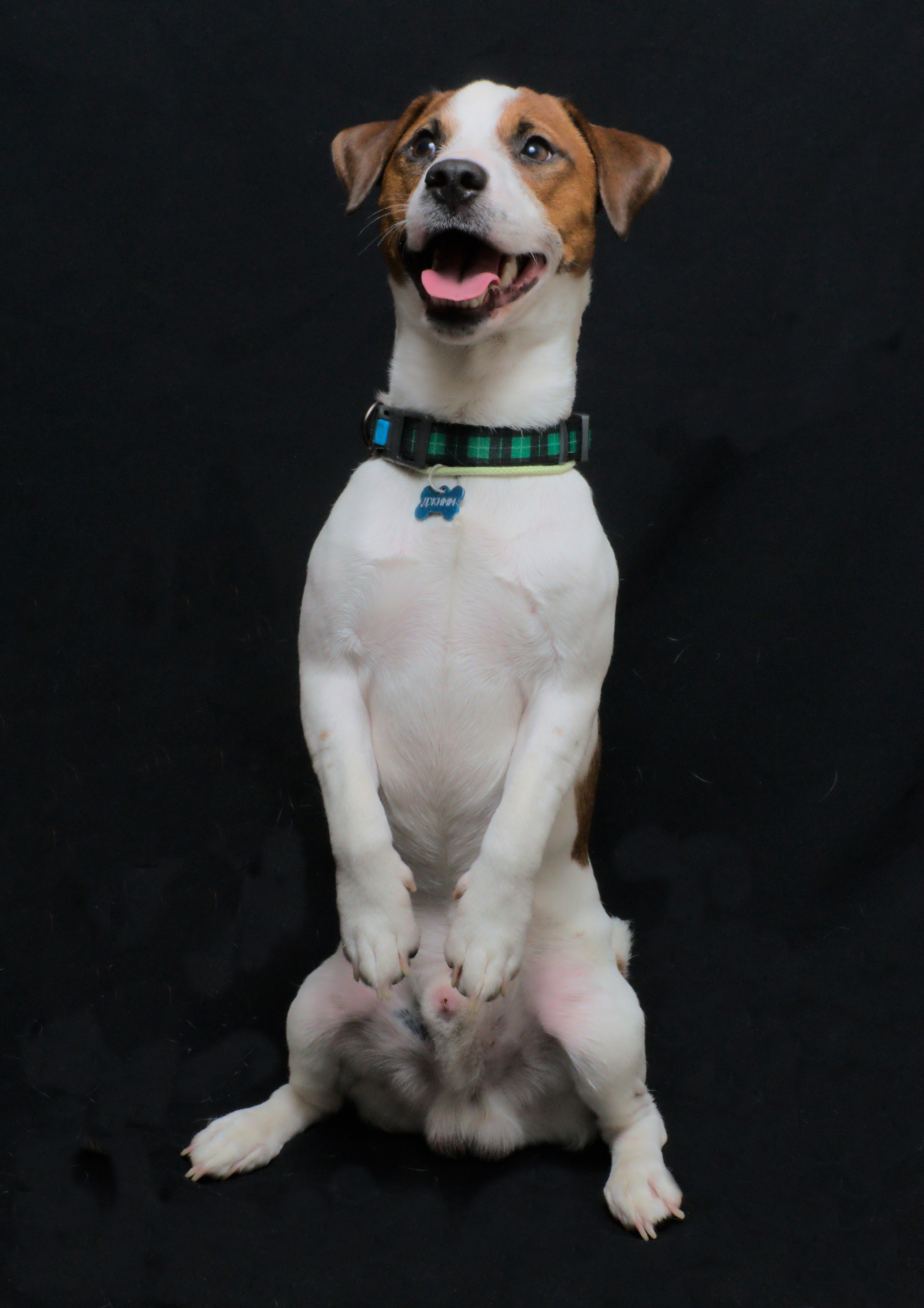 Коротко об джекк- рассел терьер. Фотограф анималист, пейзажист, спортивные мероприятия. Новосибирск