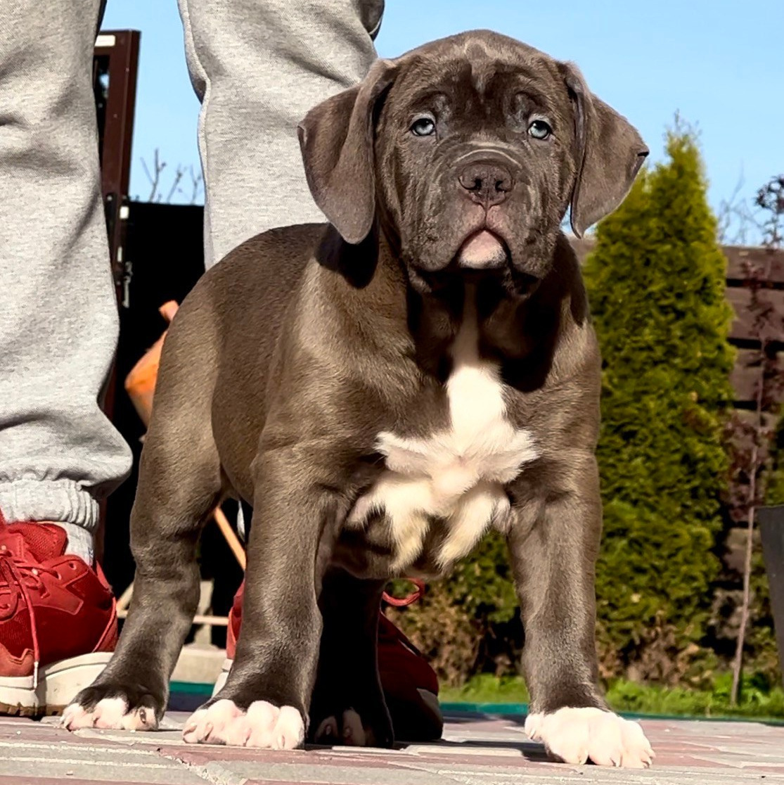 Американские булли XL в г. Калининград. Питомник Great Bully UNIVERSE